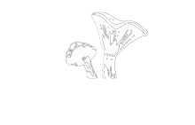 logo champii néga avec plsk