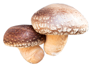 shiitake frise champii